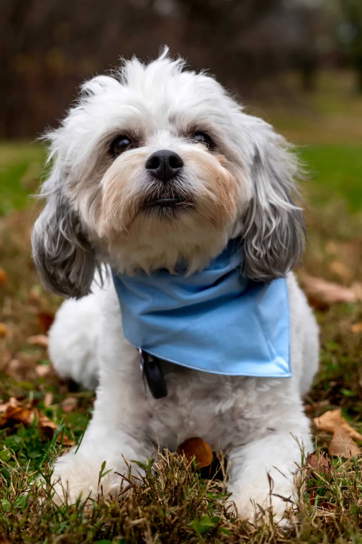 Blue, a small white and grey dog in a blue bandana, lying on the grass